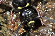 Potter Wasp (za) (Abispa sp)